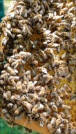Bienen3